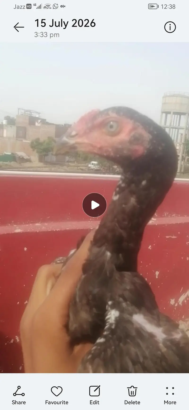 mashallah aseel patha 03039576668 — photo 3