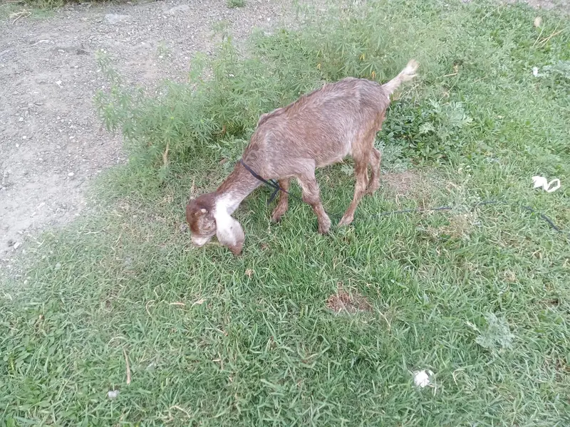 chota bcha male — photo 2
