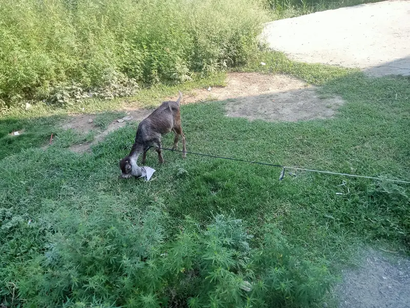 chota bcha male — photo 5