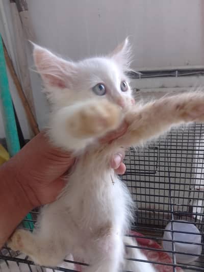 male Persian kitten for sale
