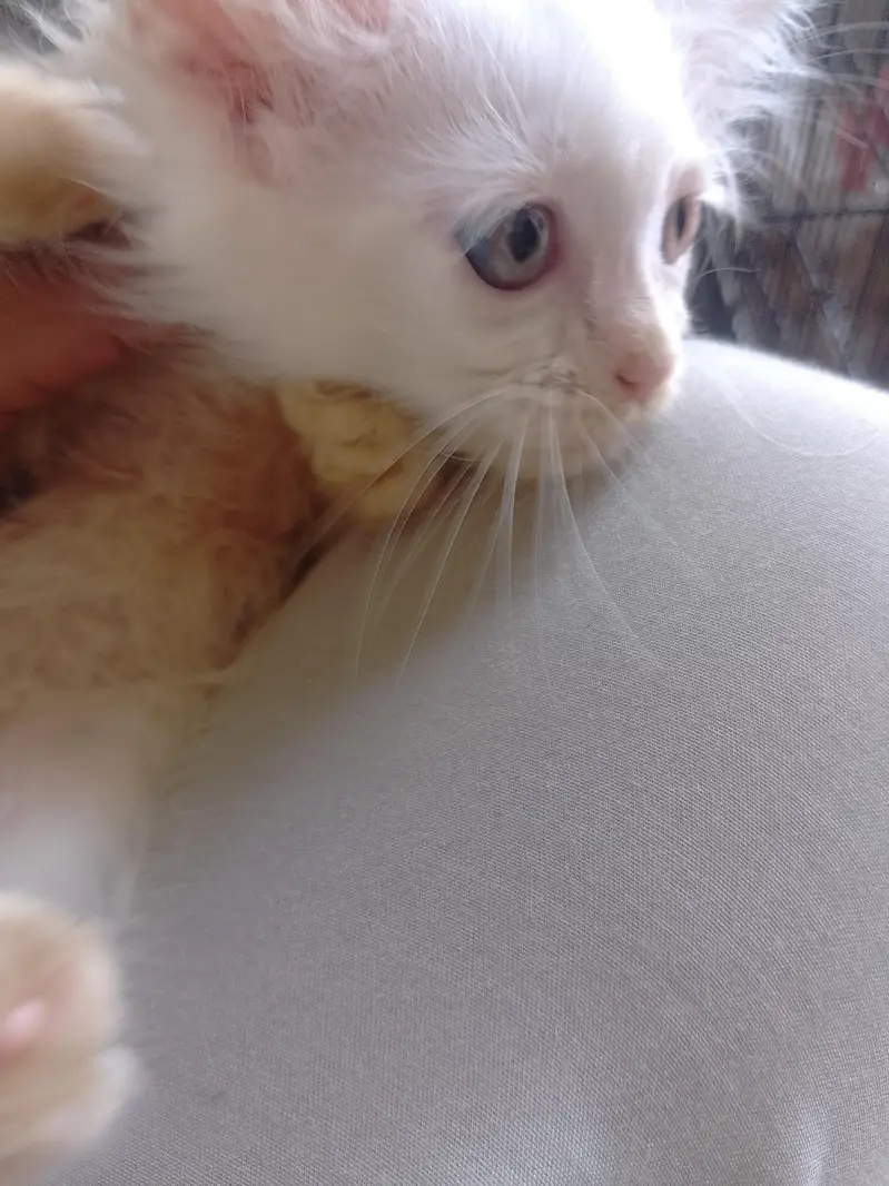male Persian kitten for sale — photo 2