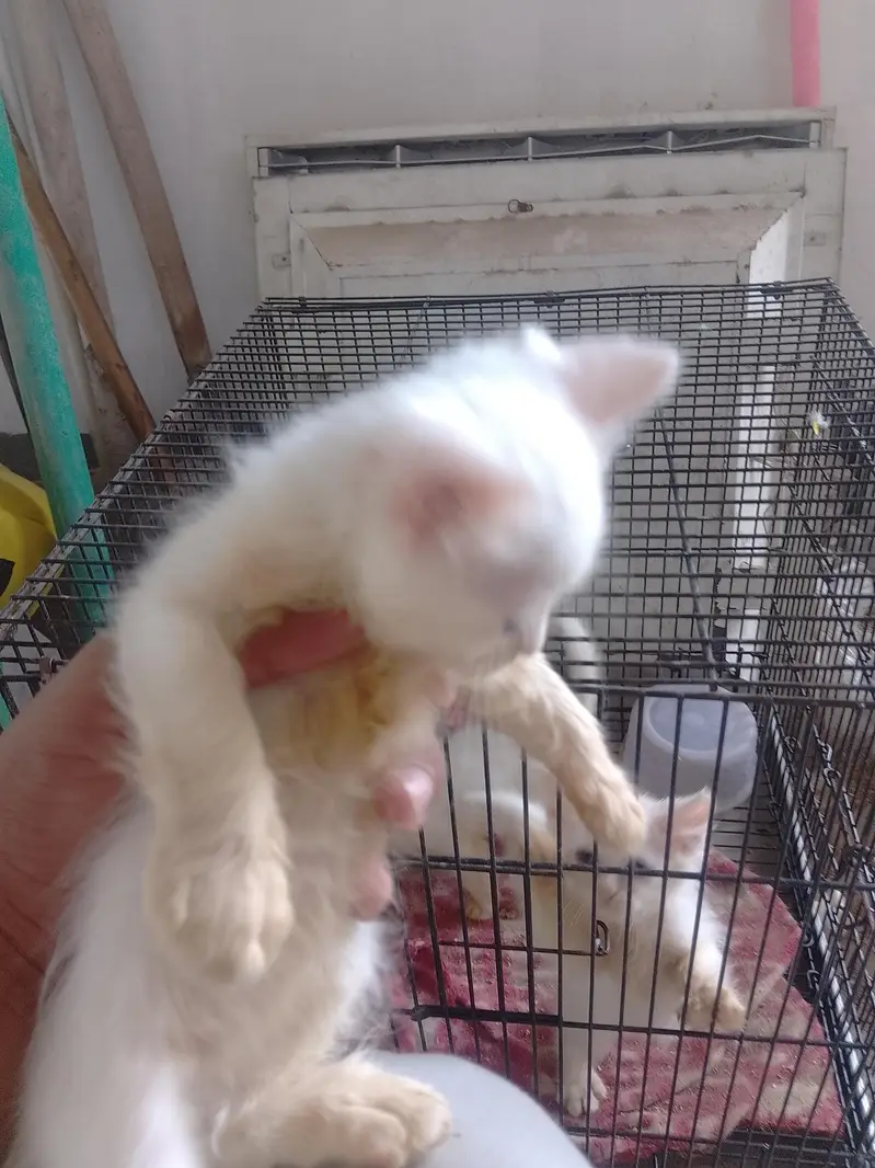 male Persian kitten for sale — photo 3