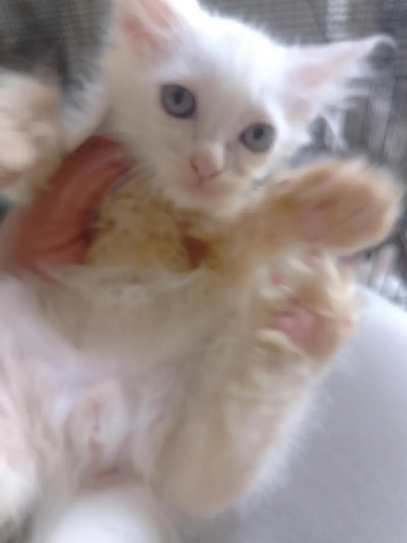 male Persian kitten for sale — photo 4