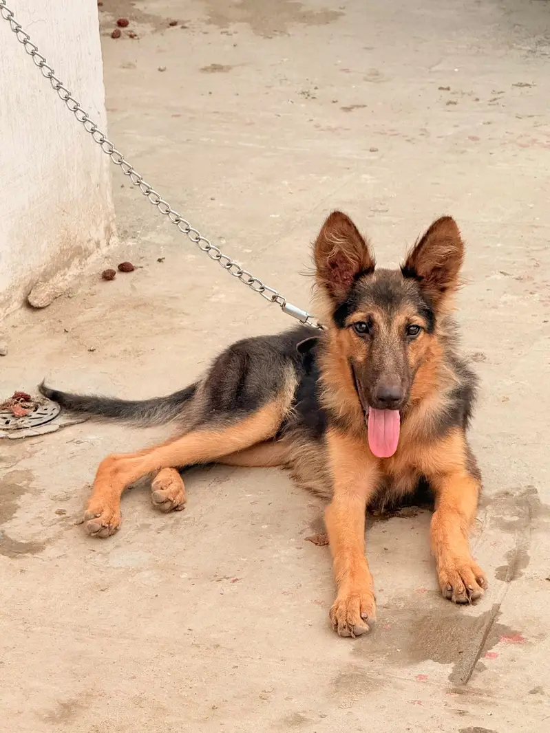 German shepherd male puppy — photo 2