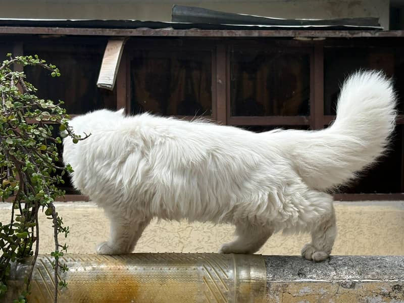 Persian cat 0