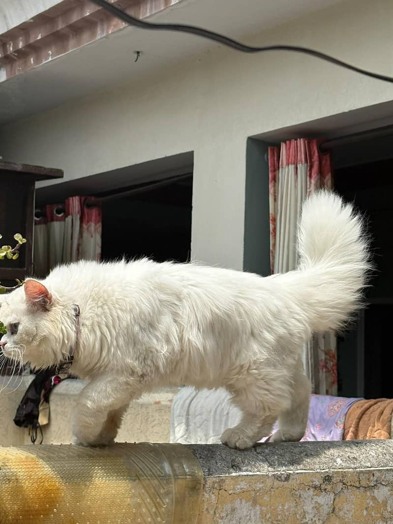 Persian cat 1