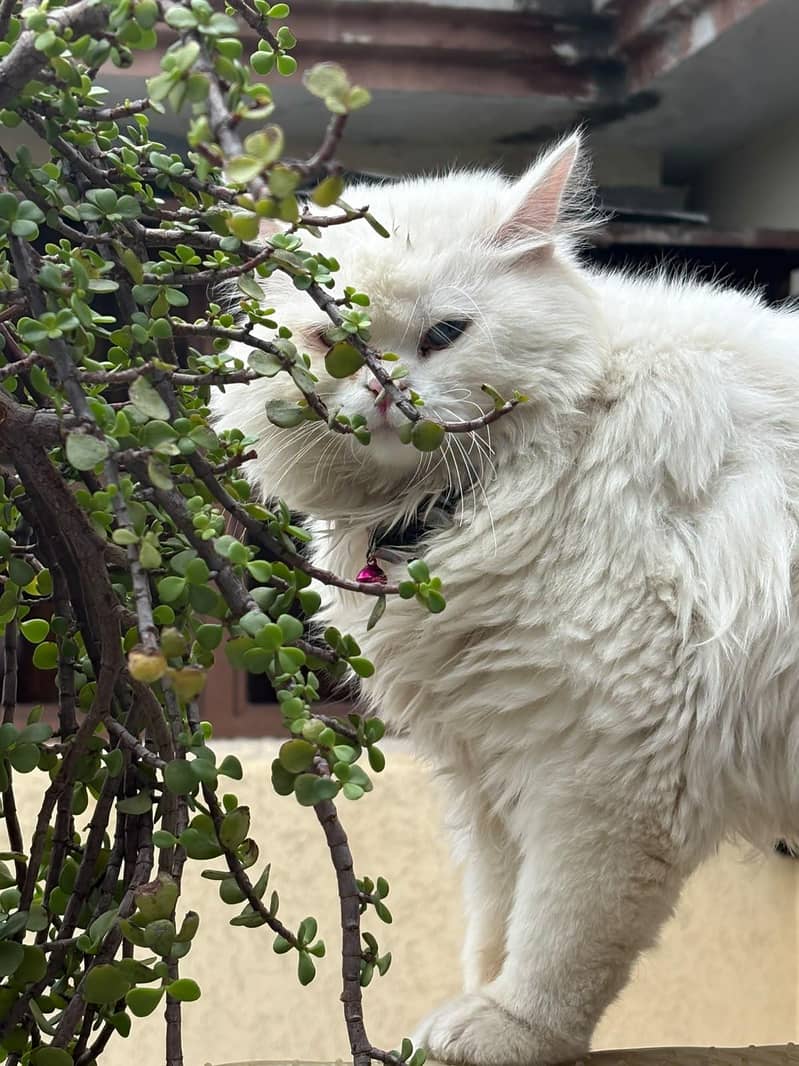 Persian cat 2