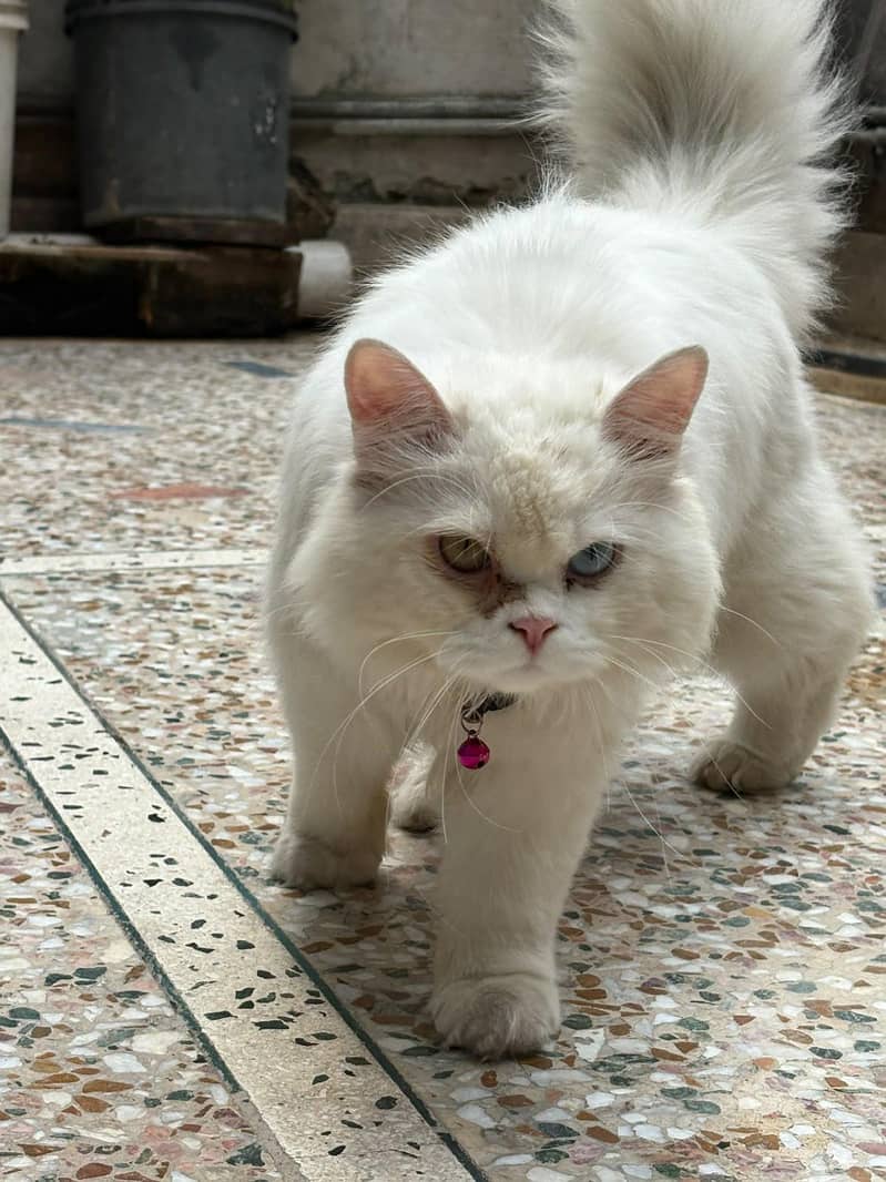Persian cat 3