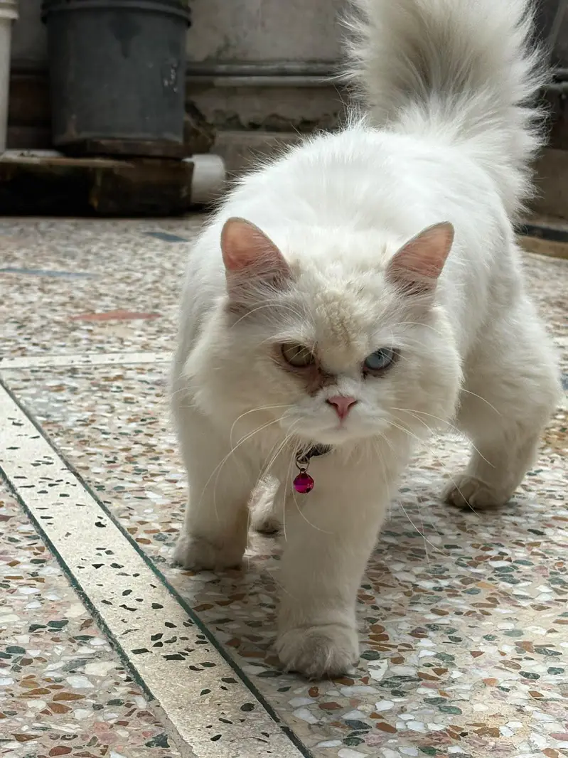 Persian cat — photo 4