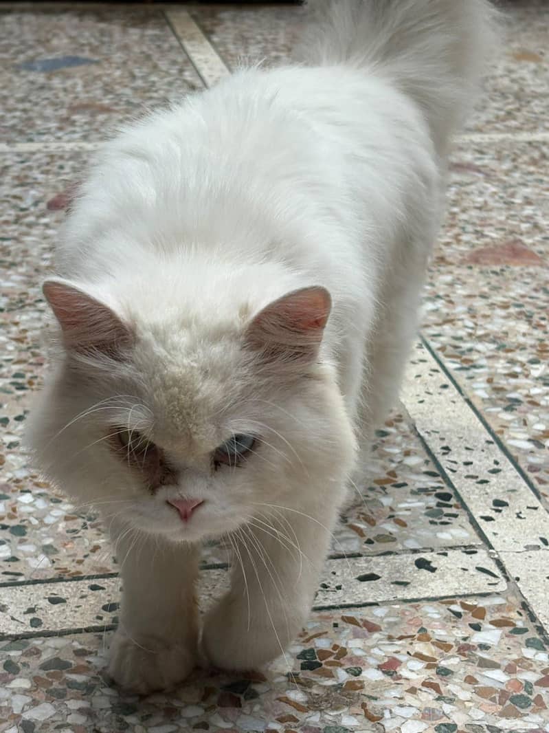 Persian cat 4