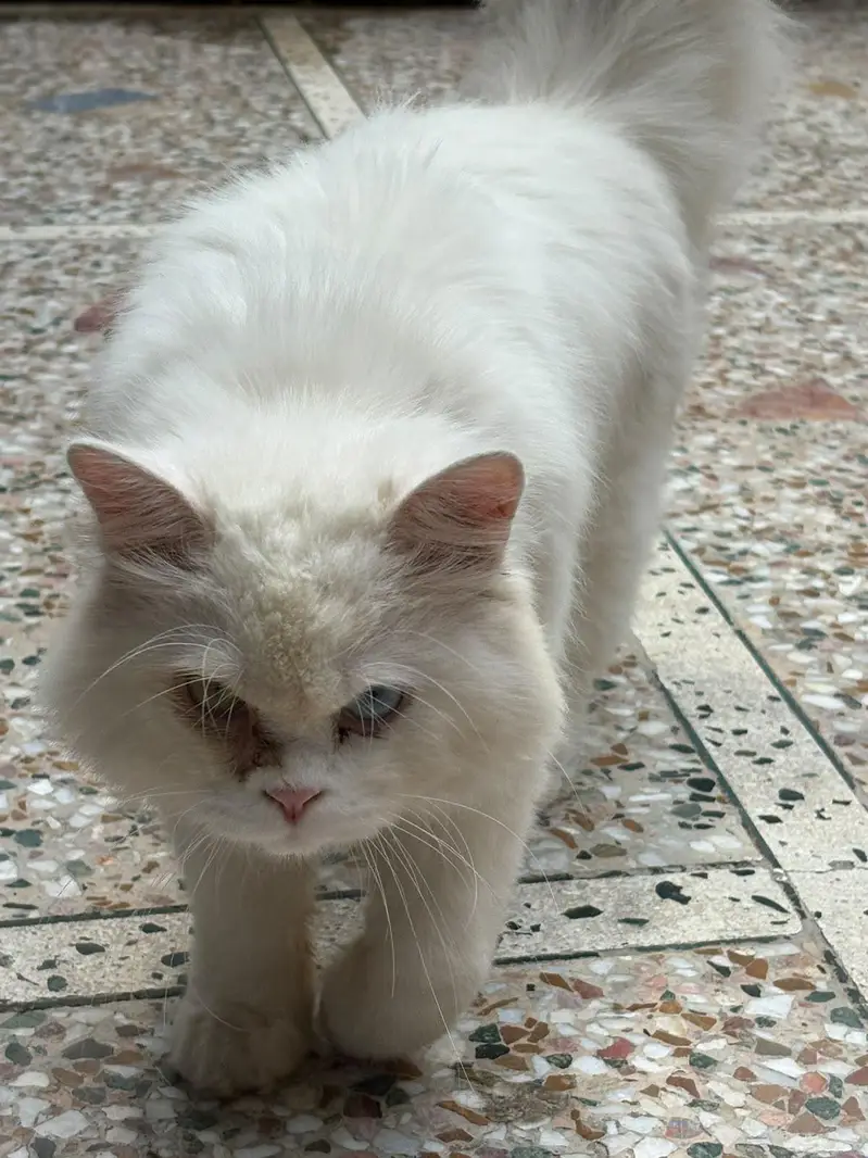 Persian cat — photo 5