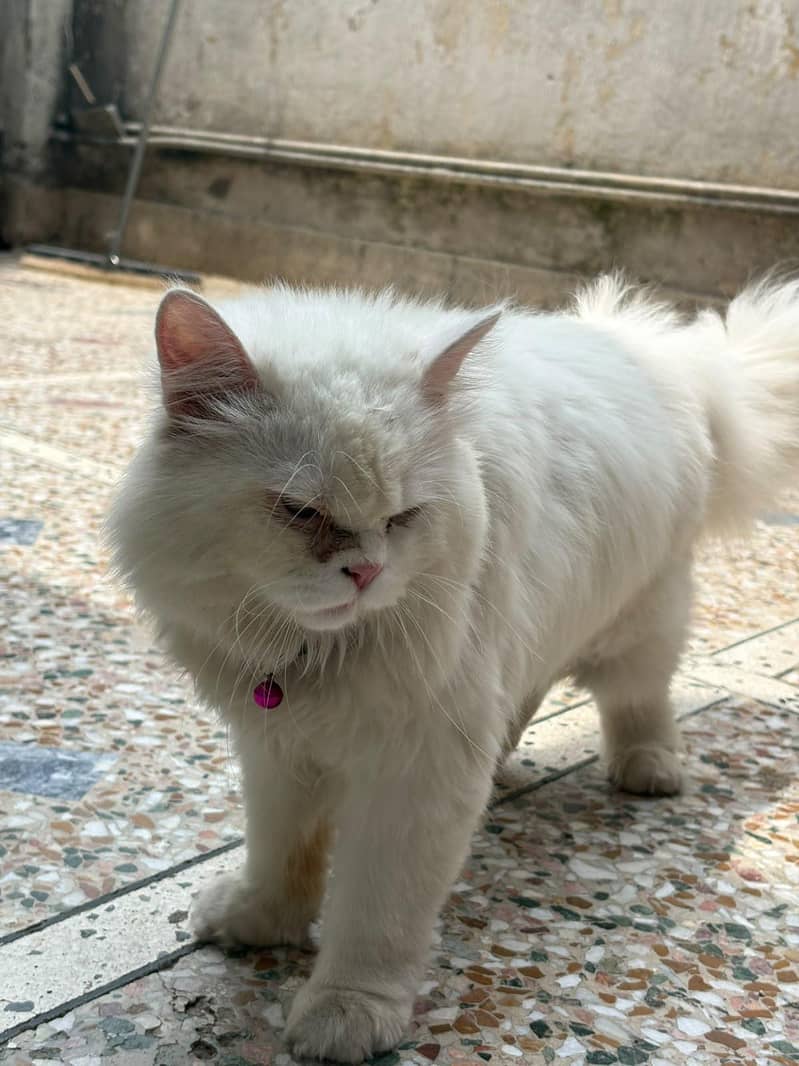 Persian cat 5