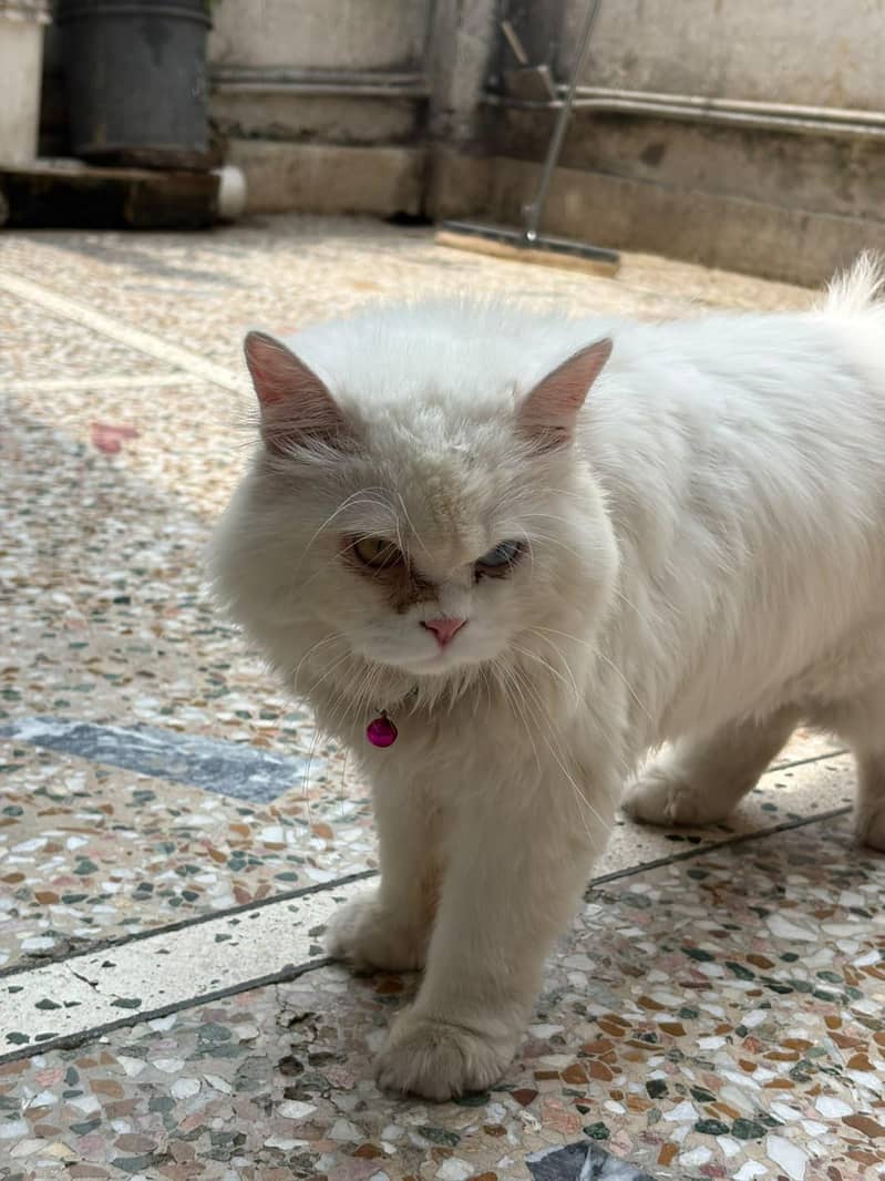 Persian cat 6