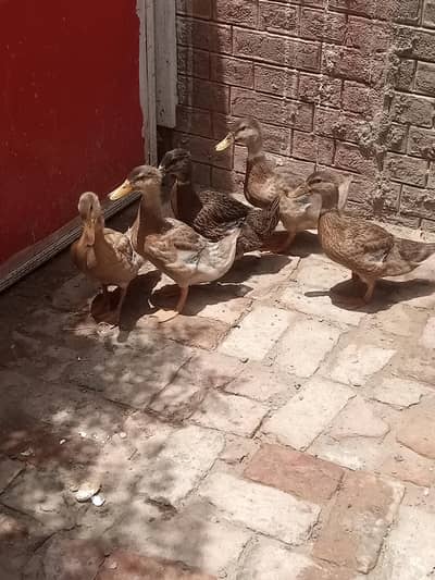 5 piece ducks