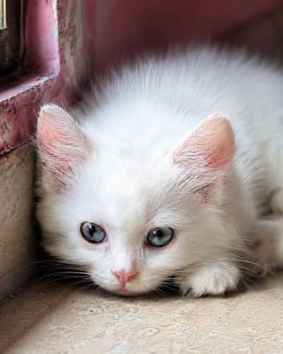 Prashant female Cat 2.5 months