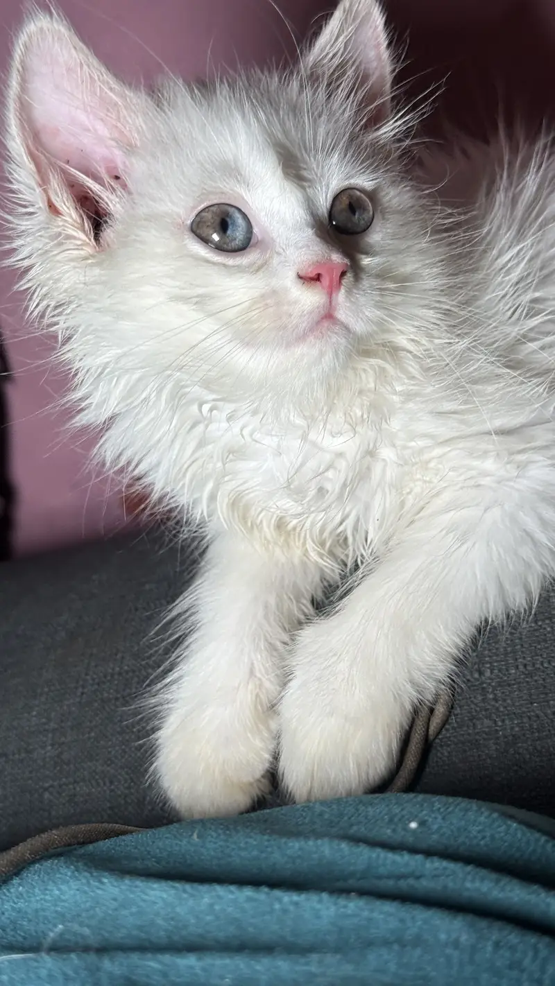 Prashant female Cat 2.5 months — photo 2