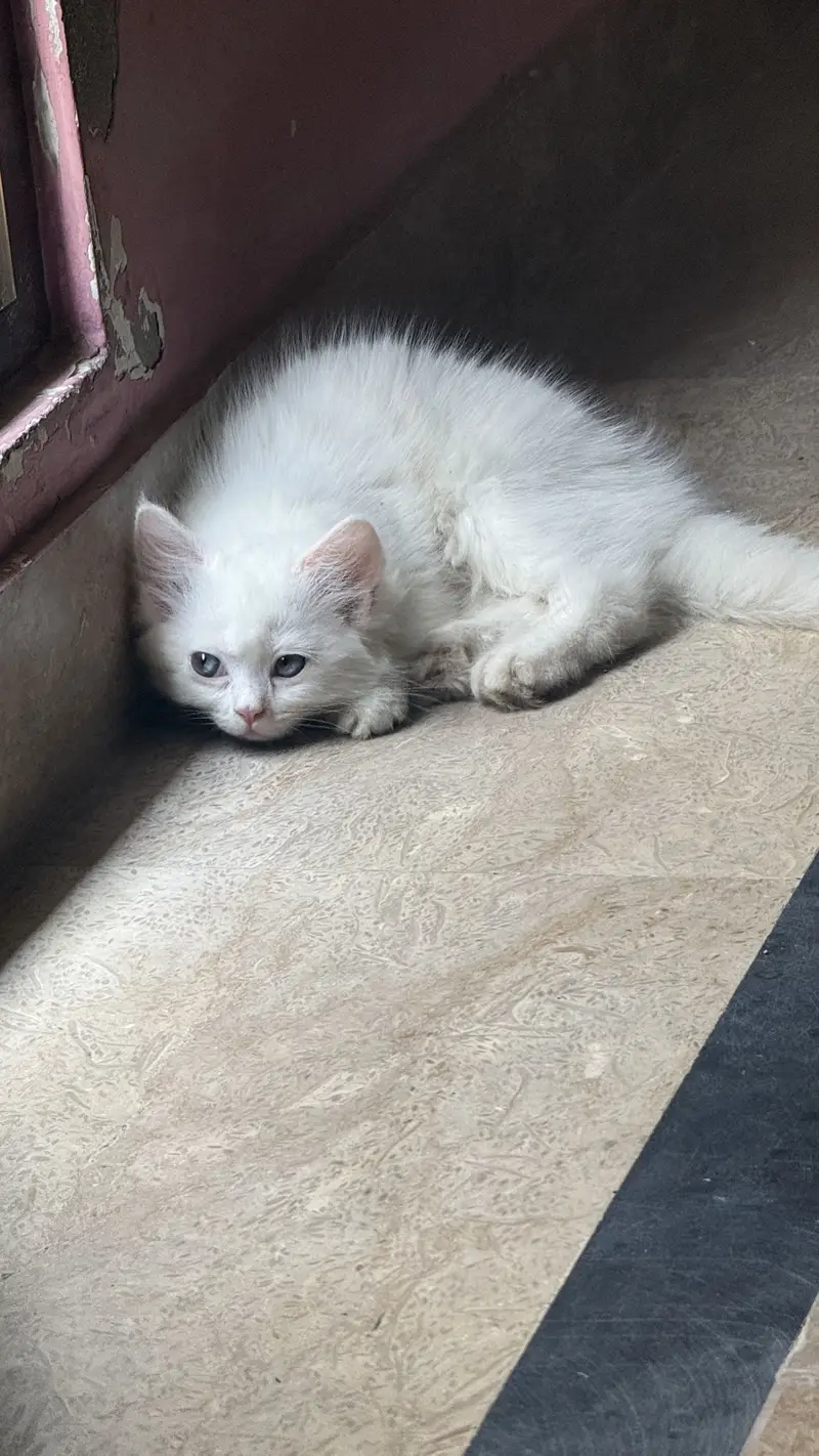 Prashant female Cat 2.5 months — photo 3