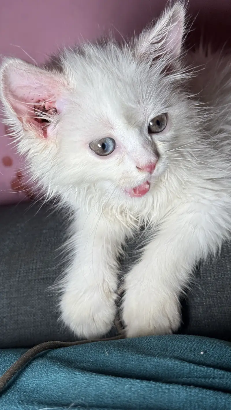 Prashant female Cat 2.5 months — photo 4