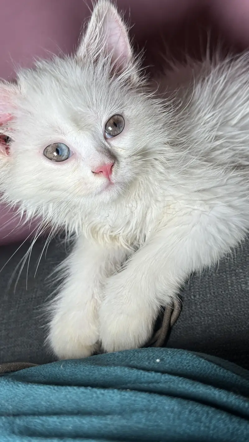 Prashant female Cat 2.5 months — photo 5