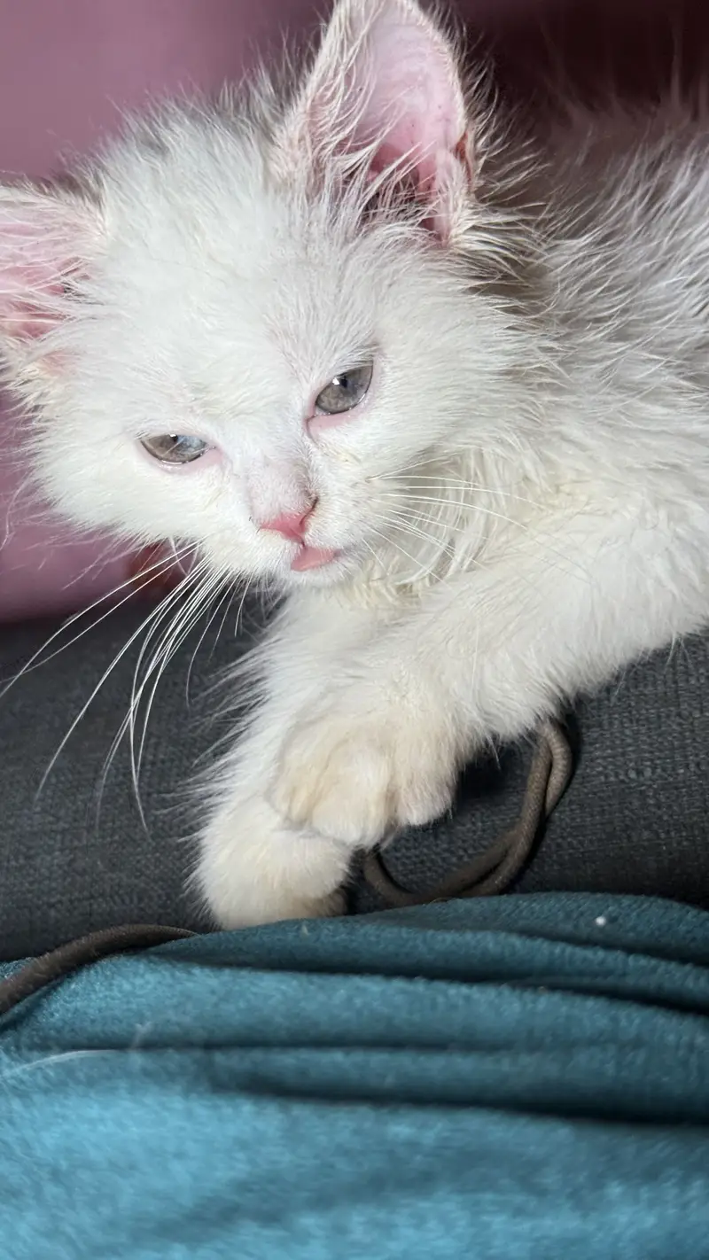 Prashant female Cat 2.5 months — photo 6
