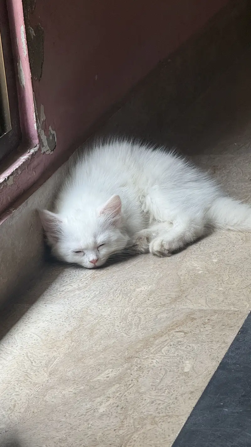 Prashant female Cat 2.5 months — photo 7