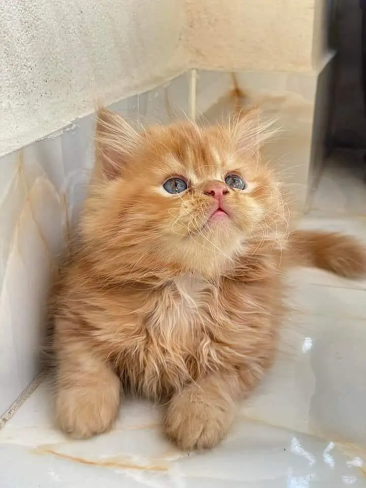 Quality Persian panch face cat and kitten WhatsAp 03401430037 — photo 3