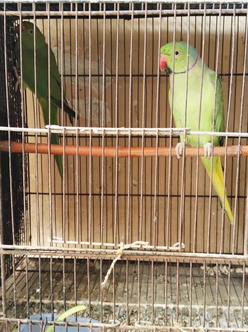breeding pair 0