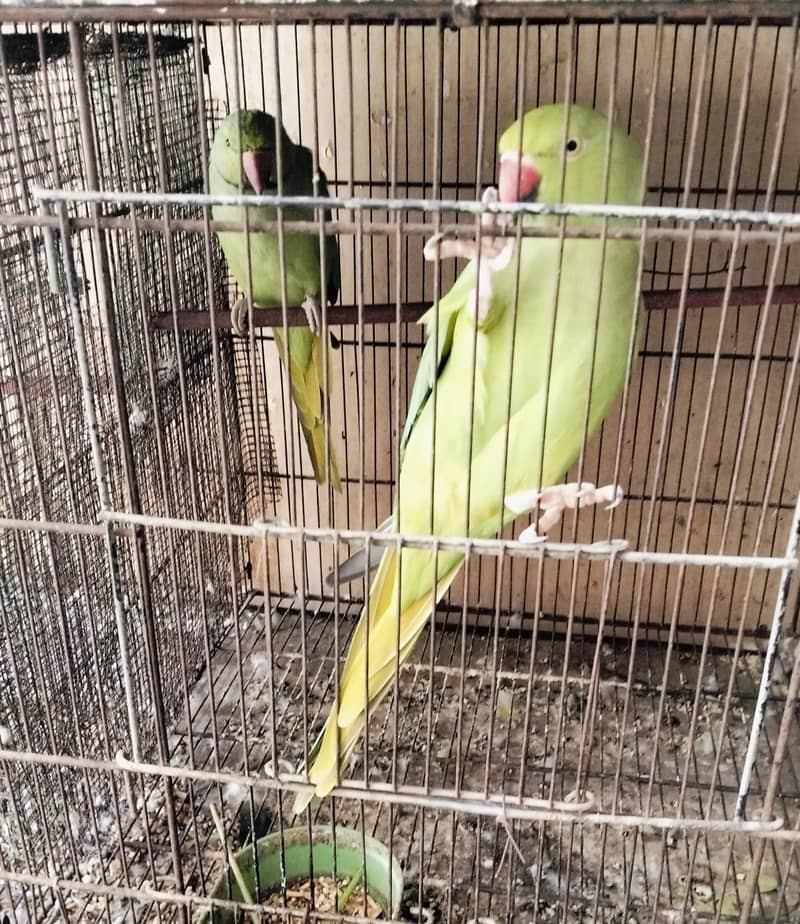 breeding pair 1