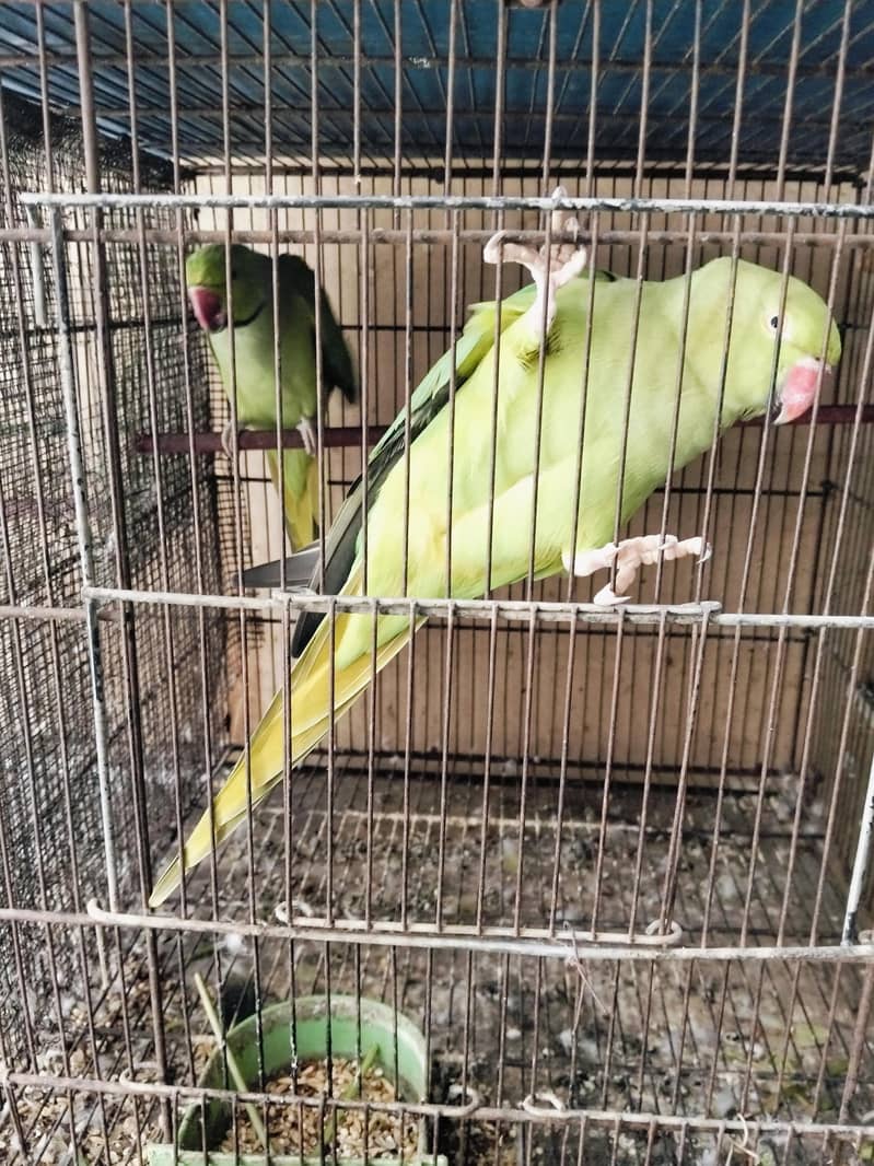 breeding pair 2