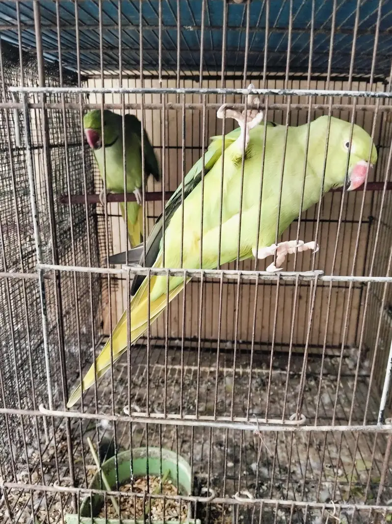 breeding pair — photo 3