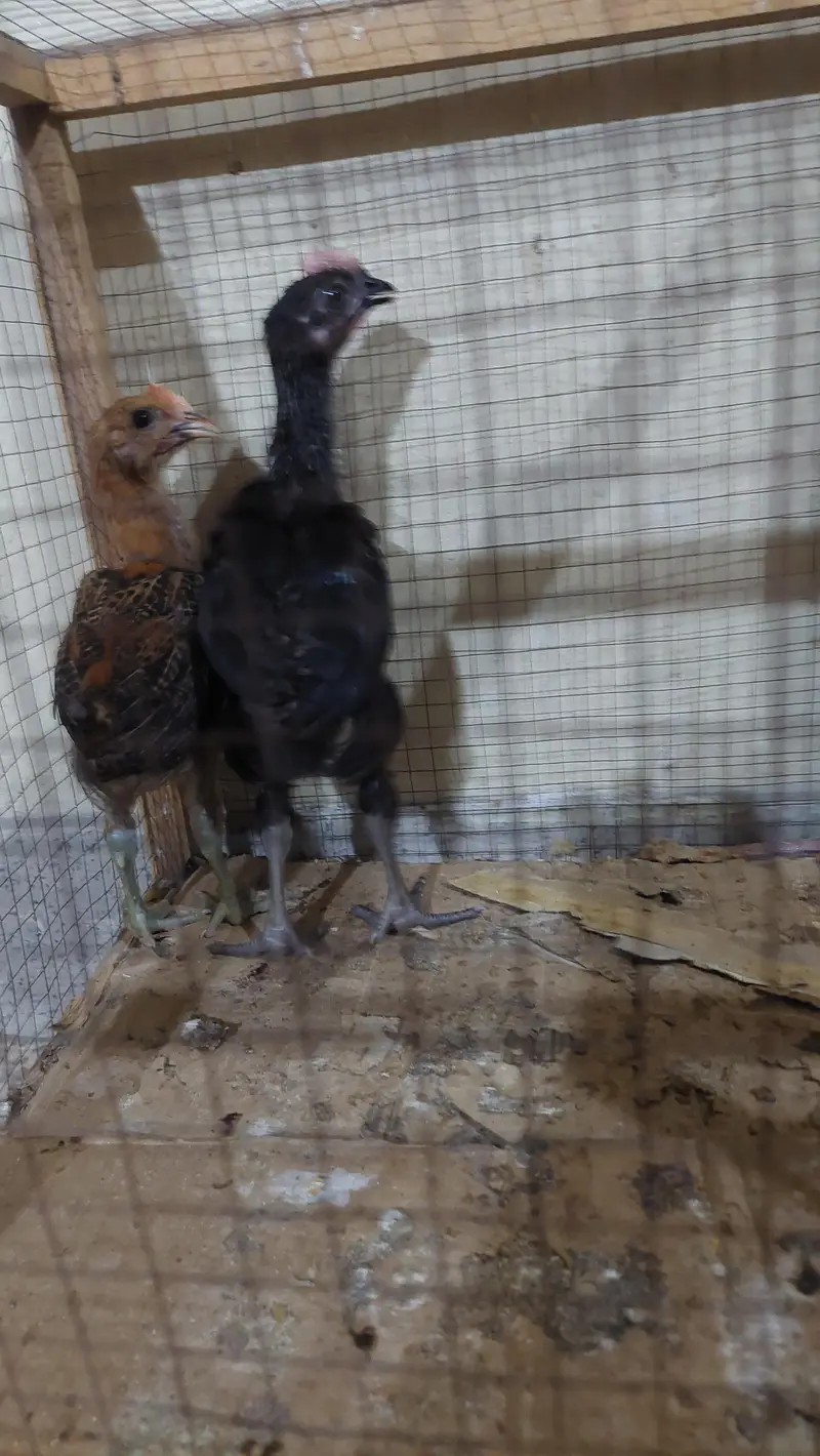 Desi Chicken Chuze — photo 6