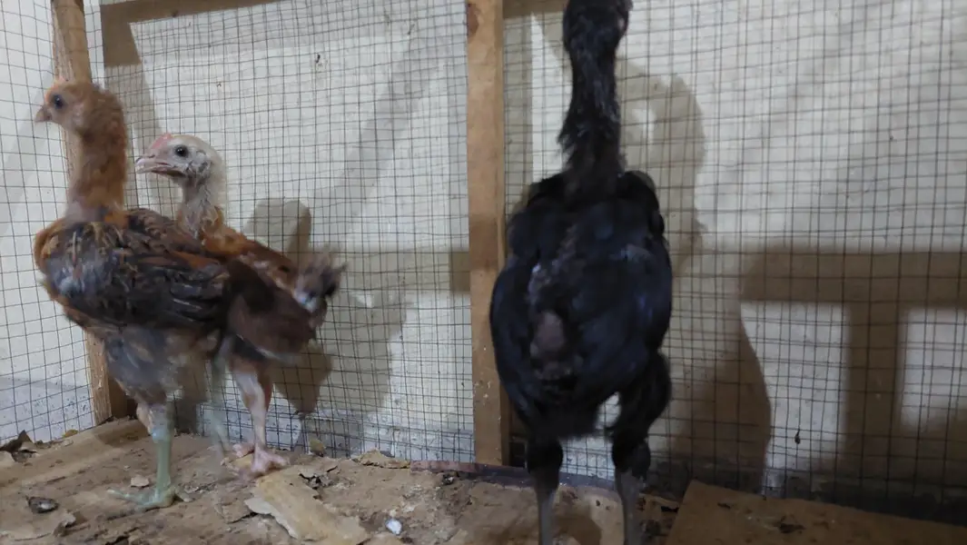 Desi Chicken Chuze — photo 9