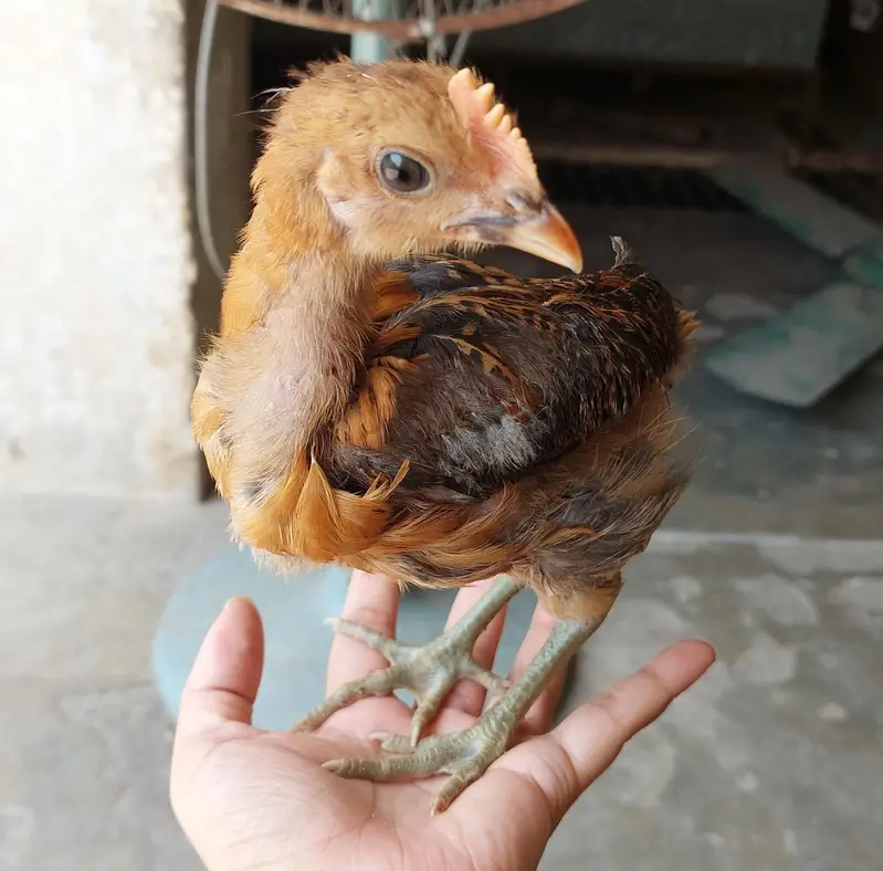 Desi Chicken Chuze — photo 10