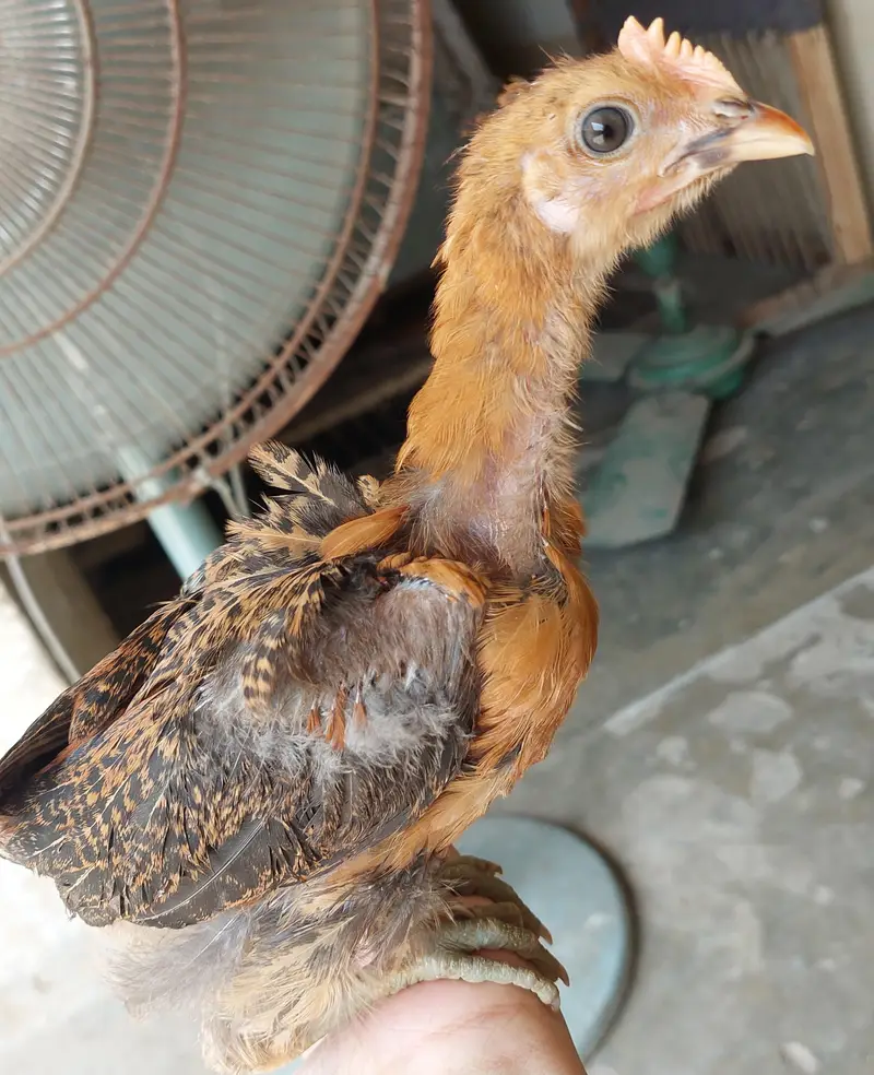 Desi Chicken Chuze — photo 12