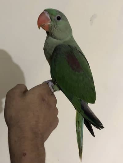 Full Cover Near To Self Raw Chick
