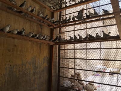 ZEBRA PIED DOVE