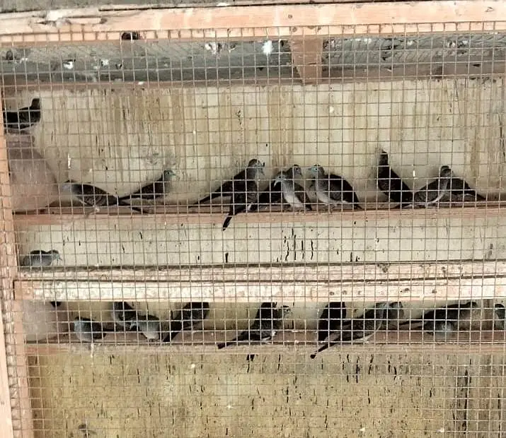ZEBRA PIED DOVE — photo 2