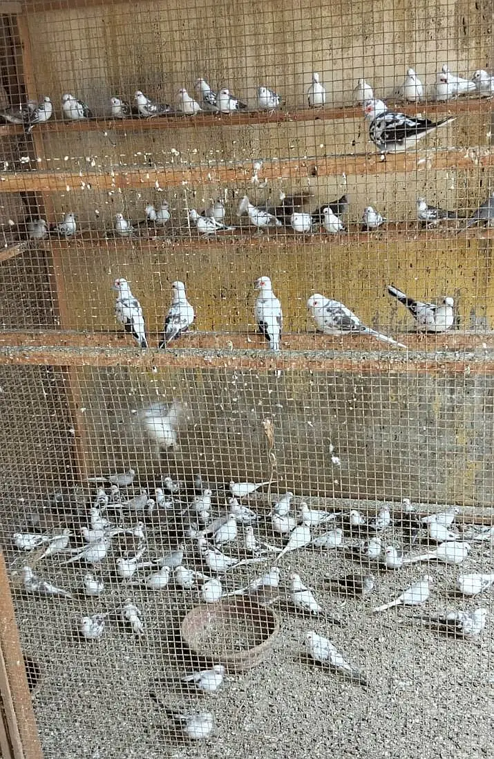 ZEBRA PIED DOVE — photo 3