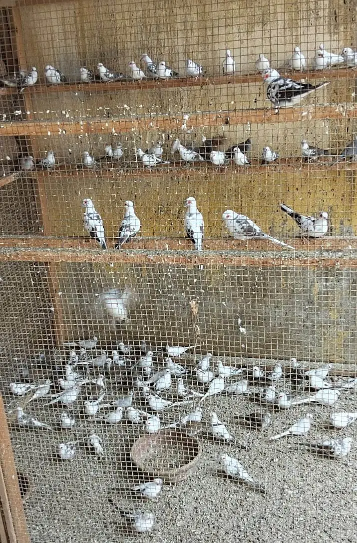 ZEBRA PIED DOVE — photo 4