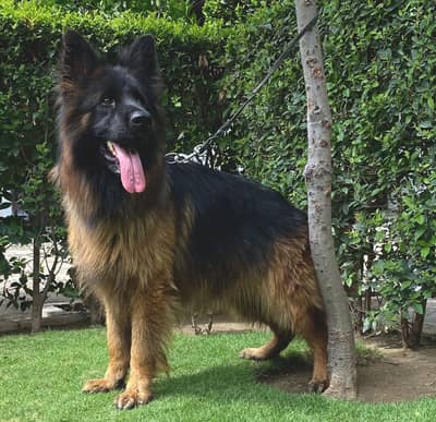 Long coat male imported blood line