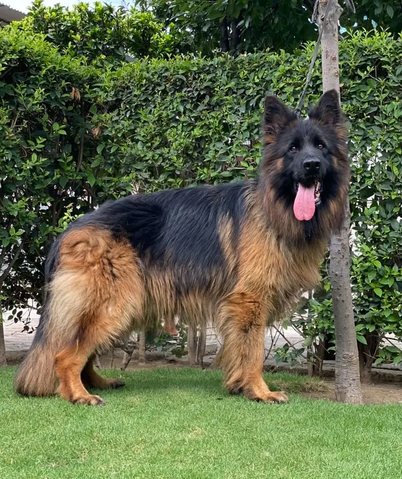Long coat male imported blood line — photo 2