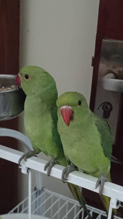 Indian Ringneck Pair available