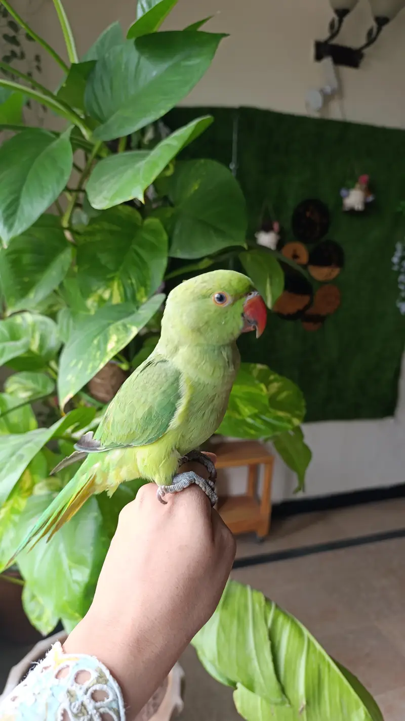 Indian Ringneck Pair available — photo 2