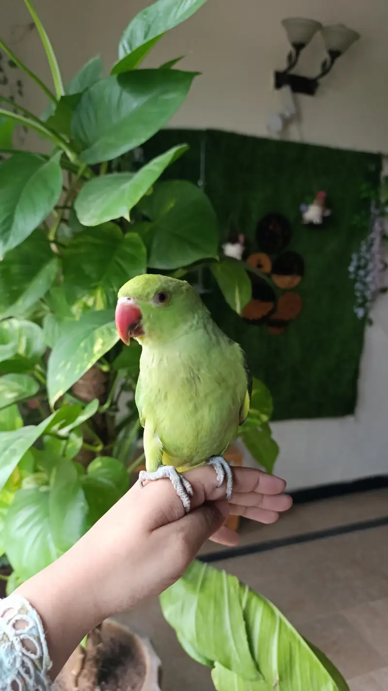 Indian Ringneck Pair available — photo 3