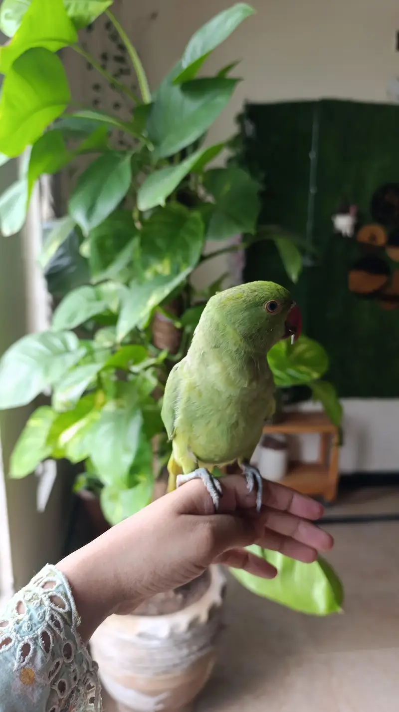Indian Ringneck Pair available — photo 4