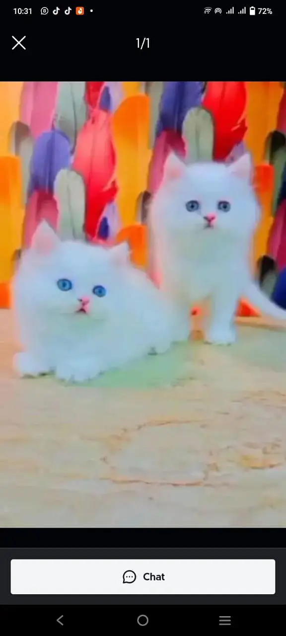 Quality Persian panch face cat and kitten WhatsAp 03401430037 — photo 2