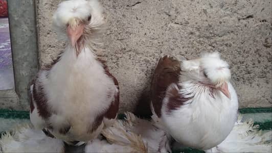 fancy pigeon. trumpeter Bukhara chicks