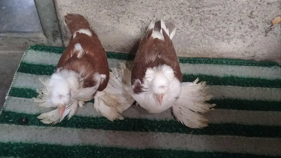 fancy pigeon. trumpeter Bukhara chicks — photo 2