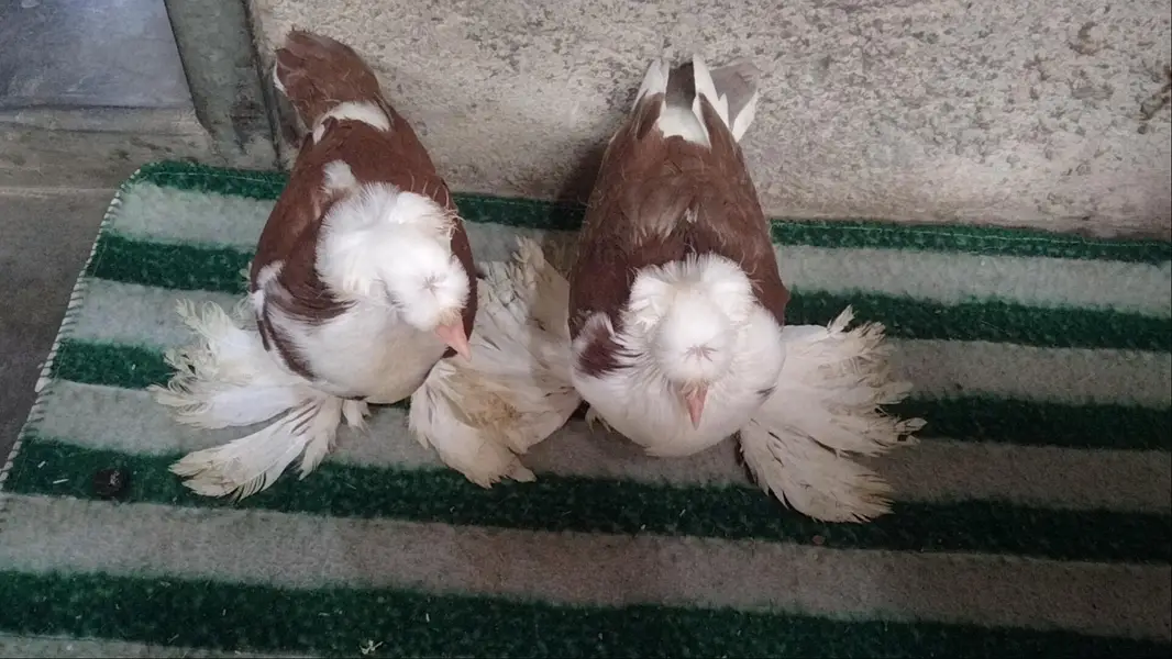 fancy pigeon. trumpeter Bukhara chicks — photo 3
