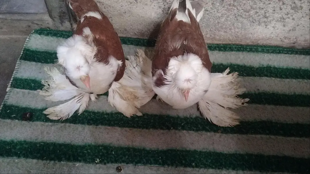 fancy pigeon. trumpeter Bukhara chicks — photo 4